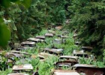 Old Car Graveyard